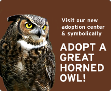 Symbolically adopt a Great Horned Owl